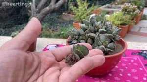 Plantando hijitos enraizados con su Suculenta Madre a la vista + Nombres y Tips + Se cae un árbol 😱