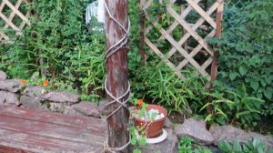 обзорная экскурсия по саду -АВГУСТ-