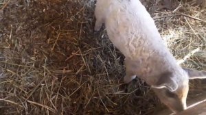 Наши фермерские будни.