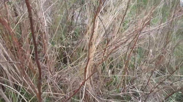 ШЕСТЬ советов по Обрезке МАЛИНЫ чтобы летом удвоить урожай ягод.Как выращивать малину весной ! смотреть онлайн