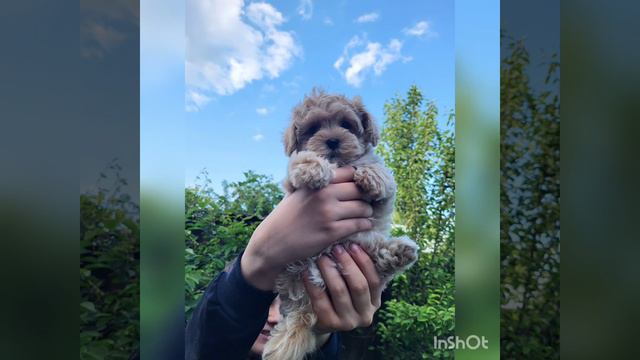 Мальтипу F1💯 #maltipoopuppy #maltipoo #щенкимальтипу #мальтипу https://t.me/maltipoo_vip_love