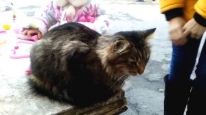 Лечим кота! Доктор Плюшева:) Делаем укол в попу коту, измеряем температуру, капаем носик:)