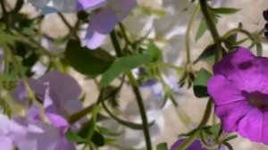 Beautiful flowers video -2