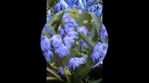 ПРОЛЕСКА, или СЦИЛЛА (SCILLA) сем. Гиацинтовые