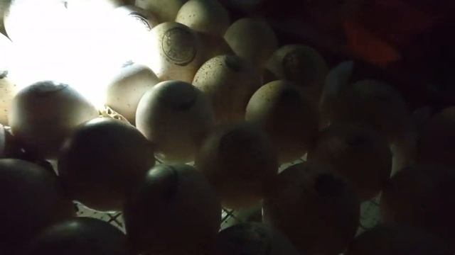 Инкубация индюшиных яиц хайбрид конвертер, овоскопирование