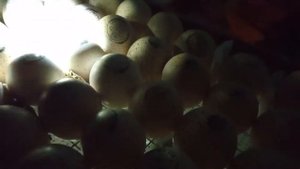 Инкубация индюшиных яиц хайбрид конвертер, овоскопирование