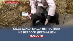 Медведица Маша из Бахчисарая выпустила малышей из берлоги с приходом весны