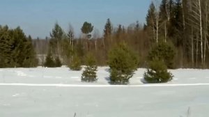 Алексей Медведев  Стояла чудная сосна