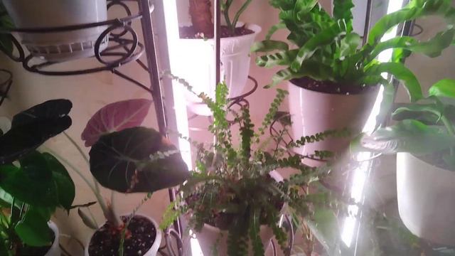 Мои комнатные цветы после душа. смотреть онлайн