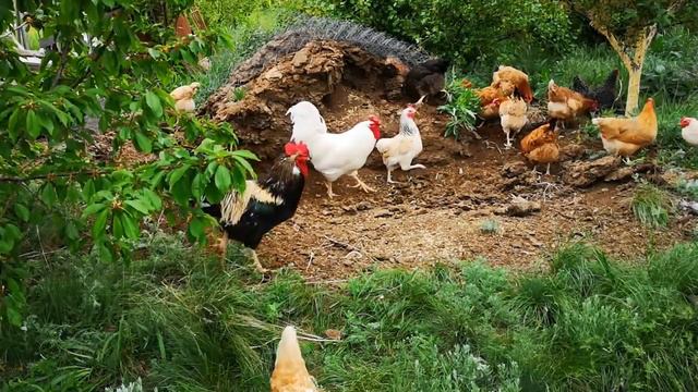 Куры гуляют и без охраны