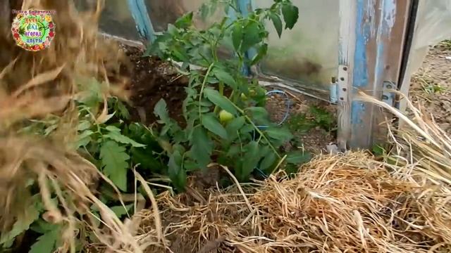 Необычный способ подвязки низкорослых помидоров. Подвязка без подвязки. Проще не бывает