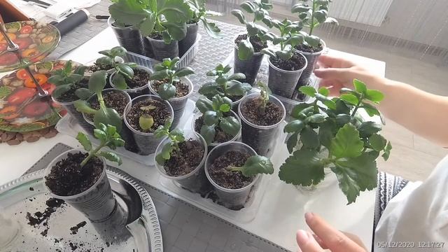 Черенкование каланхоэ.