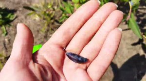 Жимолость Югана, первое плодоношение на второй год посадки, первые впечатления, обзор жимолости