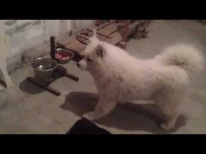 Как собаку научить выдержке перед миской?