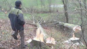 Пилим деревья в своём лесу. Словения.