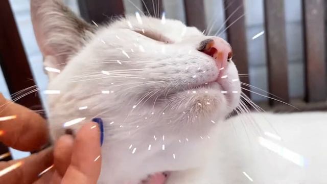 Моя Балийская кошка, просто оставлю это здесь / Лабу Маник в переводе Круглая Тыква смотреть онлайн