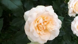 РОЗА САН СУСИ ??? ВСЕ СТАДИИ РОСПУСКА БУТОНА ☝️????.