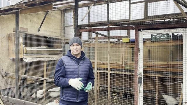 Кормление НЕСУШЕК Осенью-Зимой. Зерносмеси и Мешанки, как они влияют на здоровье и яйценоскость.