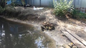 Мускусные утки в дикой природе