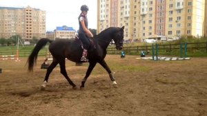 Просто обыкновенное видео про лошадей