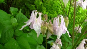 Аквилегия (Водосбор).