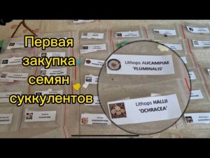 Семена суккулентов / Первая покупка разных видов суккулентов / Продавец положил подарки