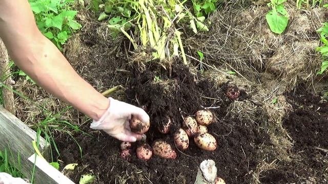 Картофель без удобрений, только трава и зола. 70 клубней с куста насмешили