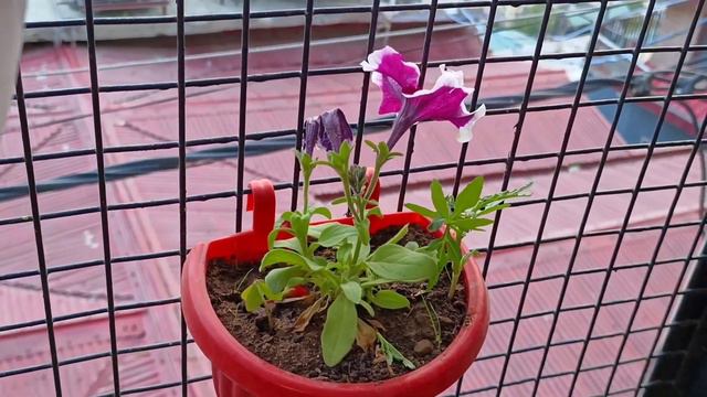 Petunia Summer care | How to save petunia from summer / Petunia propagation / Priya Gardenhub