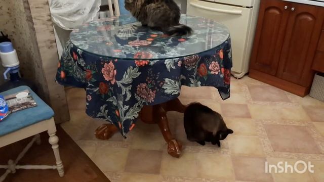 Купила красивую скатерть на кухонный стол))) Исландский мох от кашля)) смотреть онлайн