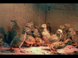 Хозяйство Дон-Зоо. Молодняк фазанов, кекликов, куропаток в брудере