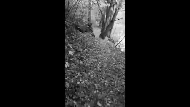 Sonate für Flöte und Cembalo, BWV 1020 (1.Satz) - J.S. Bach смотреть онлайн