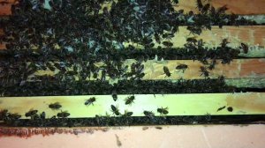 #Зимовка пчёл 26.12.20 тревожно зимовали, #пересадил в чистый #корпус и дал кормовых рамок с мёдом.