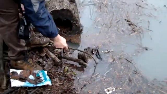 Мертвая птица на Дзыхринском водохранилище смотреть онлайн