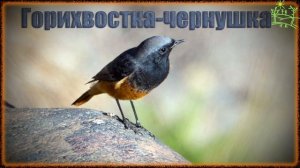 Голоса птиц Как поёт Горихвостка чернушка (Phoenicurus ochruros).mp4