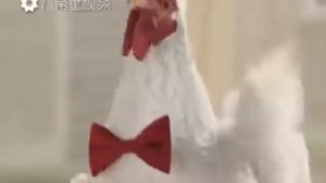 Куриный рэп