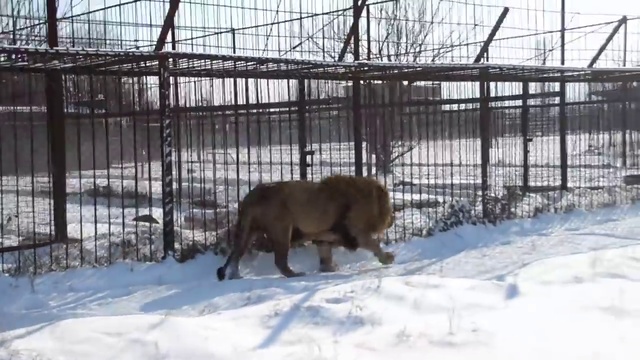 Гамадрилы тайган последние