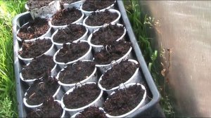 Подготовка питательного грунта для укоренения клубники. Часть 2