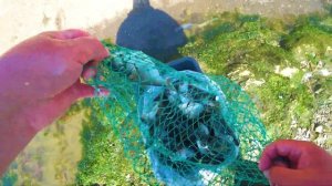 Нерест сельди, рыбалка руками / Видео с дрона, Сахалин