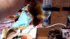 Отличие петушка от курочки в суточном возрасте.