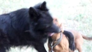 Такса vs Овчарка