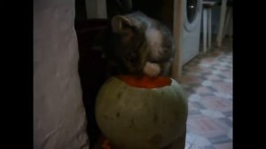 Диета тыквенная.