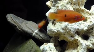 Male Hemichromis Bimaculatus fertilising eggs