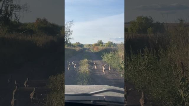 Охота с ВОО ПриВО МСОО