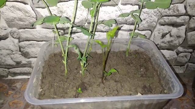 Какая почва лучше смотреть онлайн