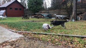 Свинья разорвала овчарку