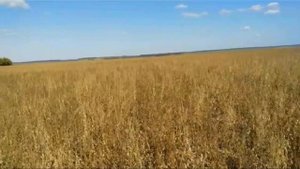 Десикация сои препаратом Результат супер.