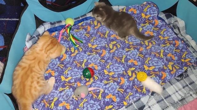 шотландские котята (продажа)