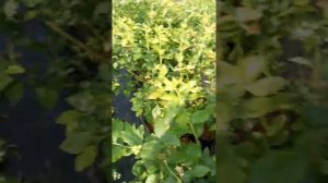 Голубика в контейнерах