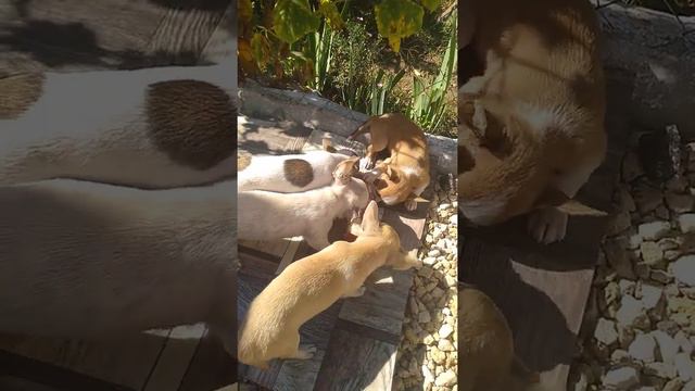 самое лучшее #лакомство для #чихуахуа