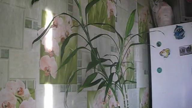 БАМБУК, всё о бамбуке. смотреть онлайн